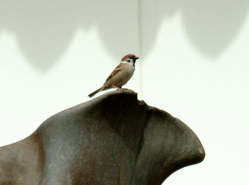 Eurasian Tree Sparrow on the rock {!--참새-->; DISPLAY FULL IMAGE.
