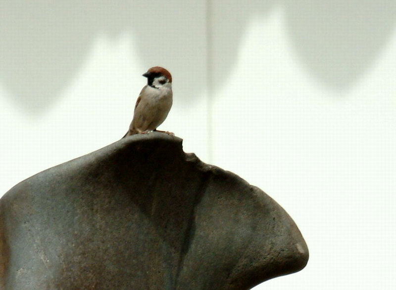 Eurasian Tree Sparrow on the rock {!--참새-->; DISPLAY FULL IMAGE.
