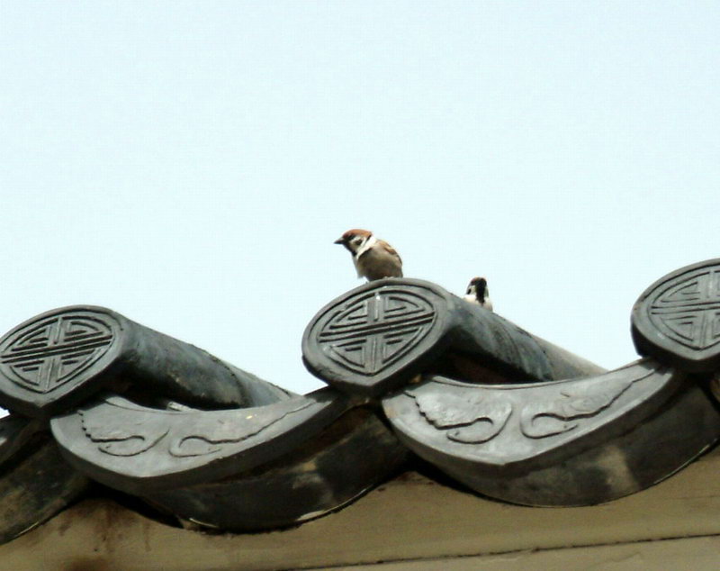 Eurasian Tree Sparrow on the roof {!--참새-->; DISPLAY FULL IMAGE.