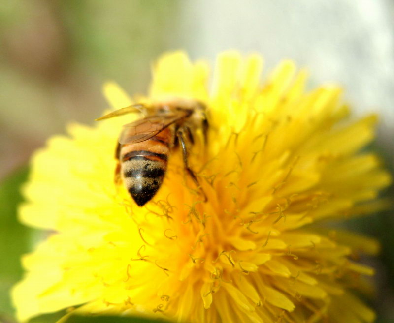 Honeybee on dandelion flower; DISPLAY FULL IMAGE.