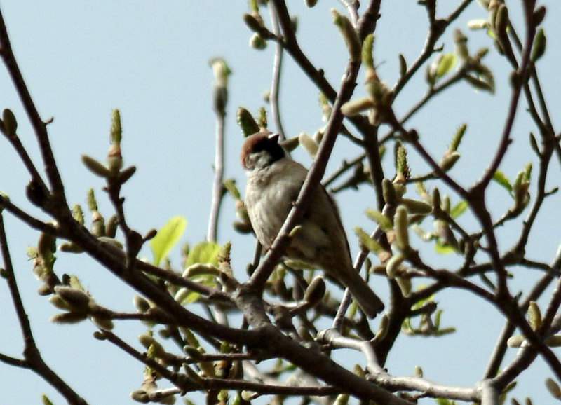 Eurasian Tree Sparrow on tree {!--참새-->; DISPLAY FULL IMAGE.