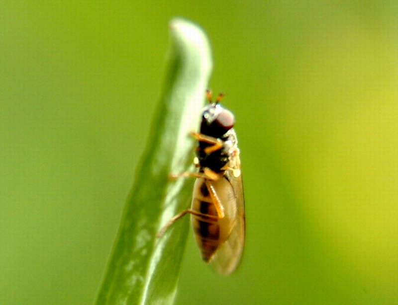 A kind of fly; DISPLAY FULL IMAGE.