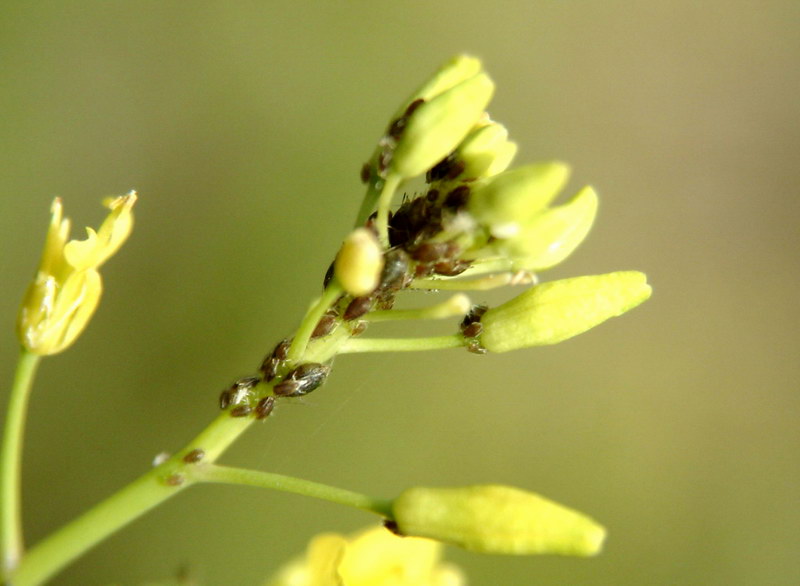 Aphids on wild flower; DISPLAY FULL IMAGE.