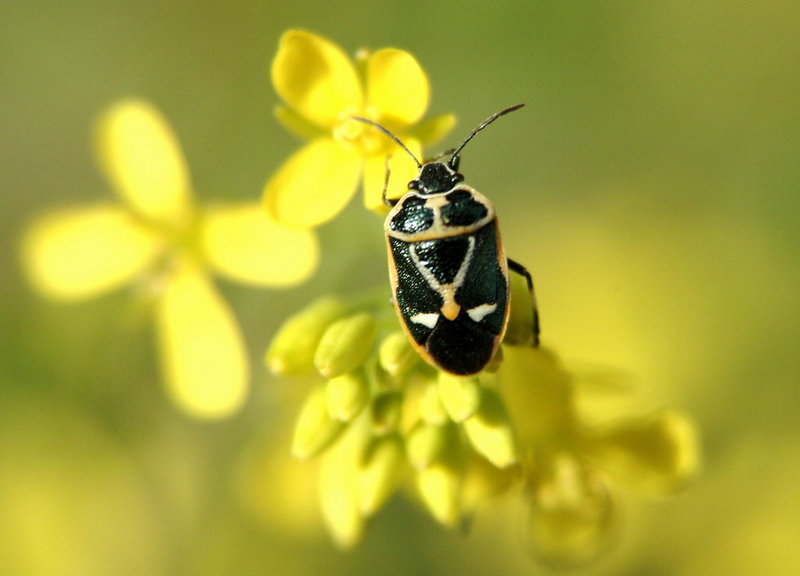 Northern Silk Stink Bug (Eurydema gebleri) {!--북쪽비단노린재-->; DISPLAY FULL IMAGE.
