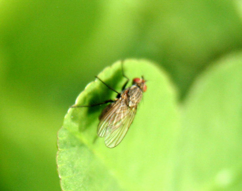 Another Small fly; DISPLAY FULL IMAGE.