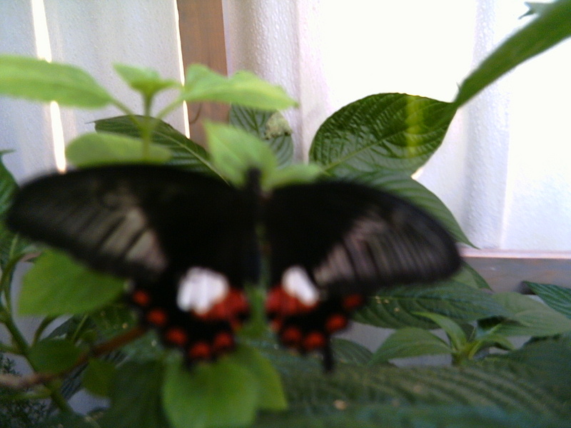 butterfly pic; DISPLAY FULL IMAGE.