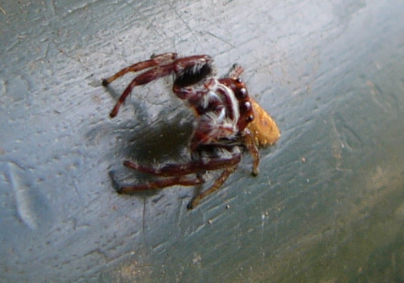 jumping spider 1; DISPLAY FULL IMAGE.