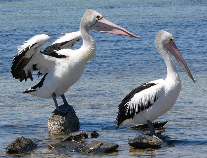 Australian pelican shaking; DISPLAY FULL IMAGE.