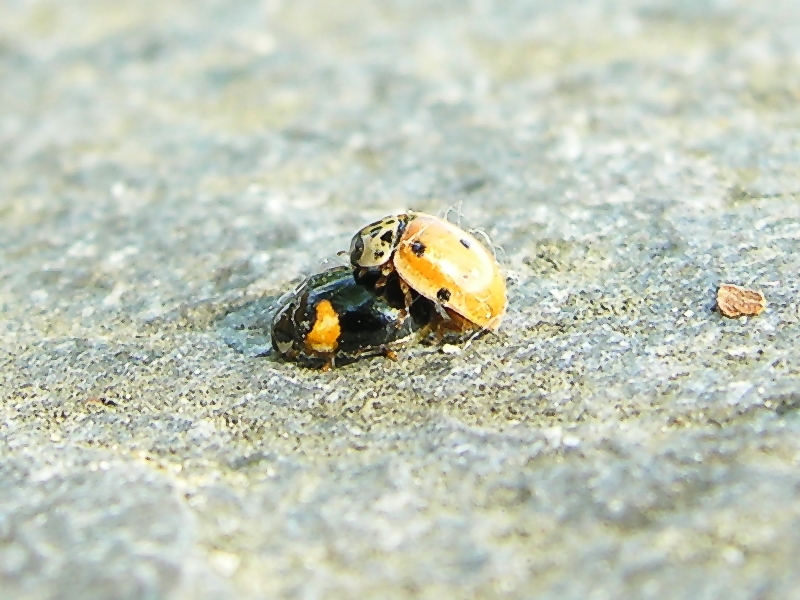 ladybug; DISPLAY FULL IMAGE.