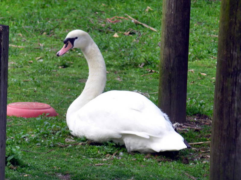 swan; DISPLAY FULL IMAGE.