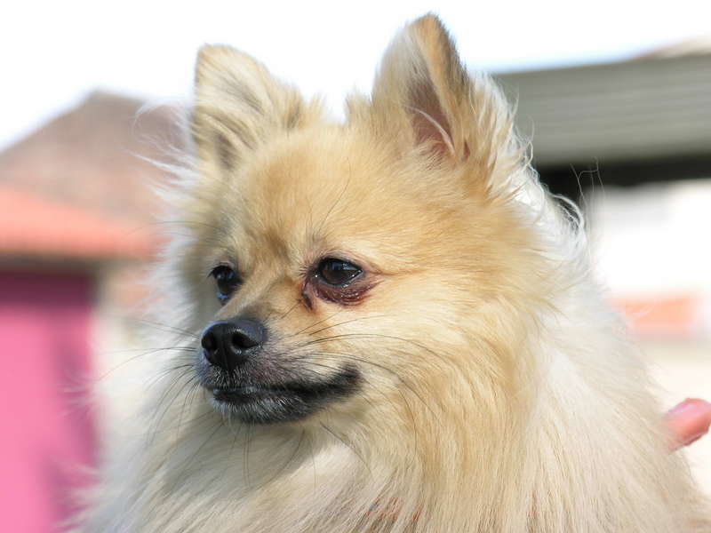 My pomeranian dog; DISPLAY FULL IMAGE.