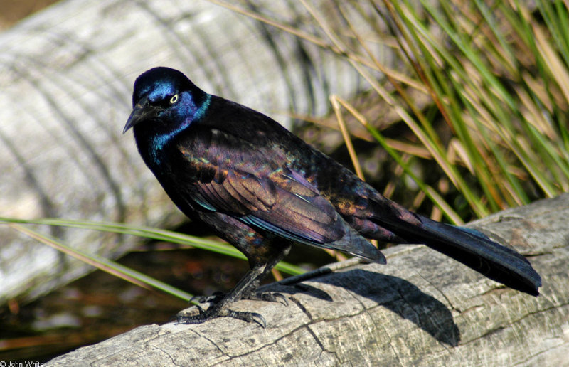 Mics critters - Common Grackle (Quiscalus quiscula); DISPLAY FULL IMAGE.