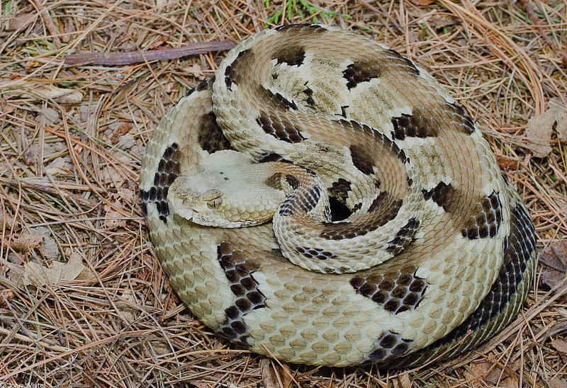 Mics critters - Timber Rattlesnake (Crotalus horridus horridus); DISPLAY FULL IMAGE.