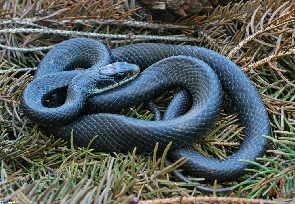 coluber constrictor snakes michigan