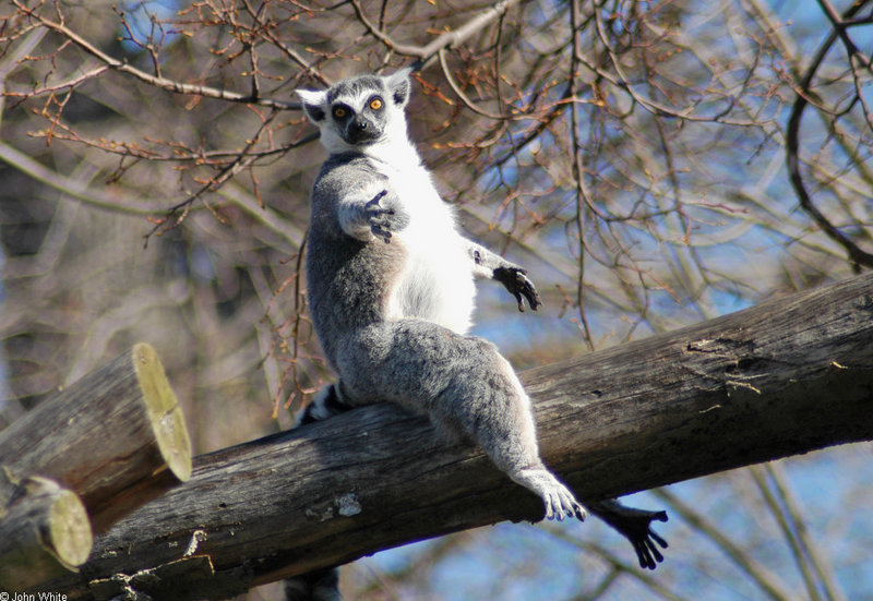 Mics critters - Ring Tailed Lemur (Lemur catta)267; DISPLAY FULL IMAGE.