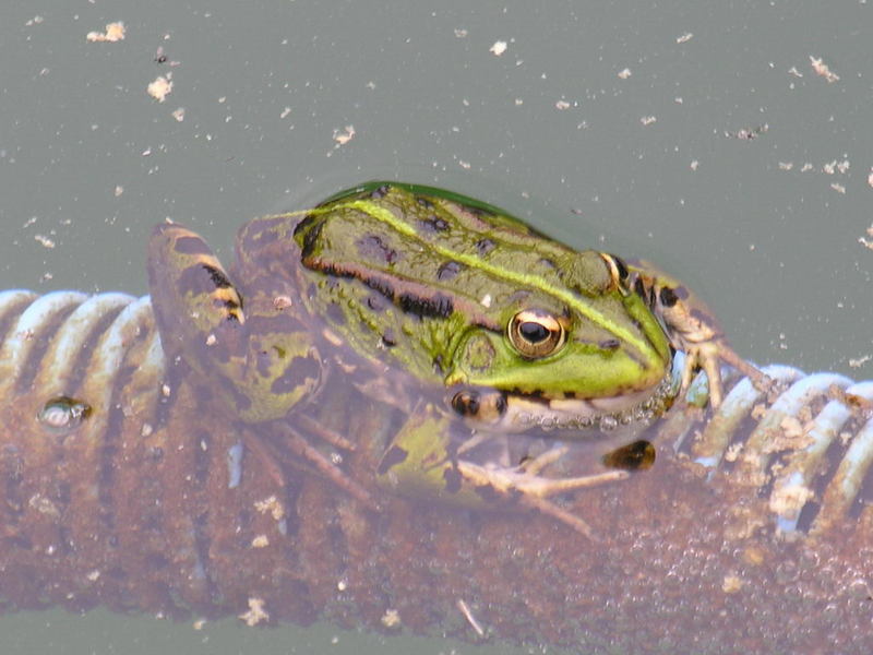 frog; DISPLAY FULL IMAGE.