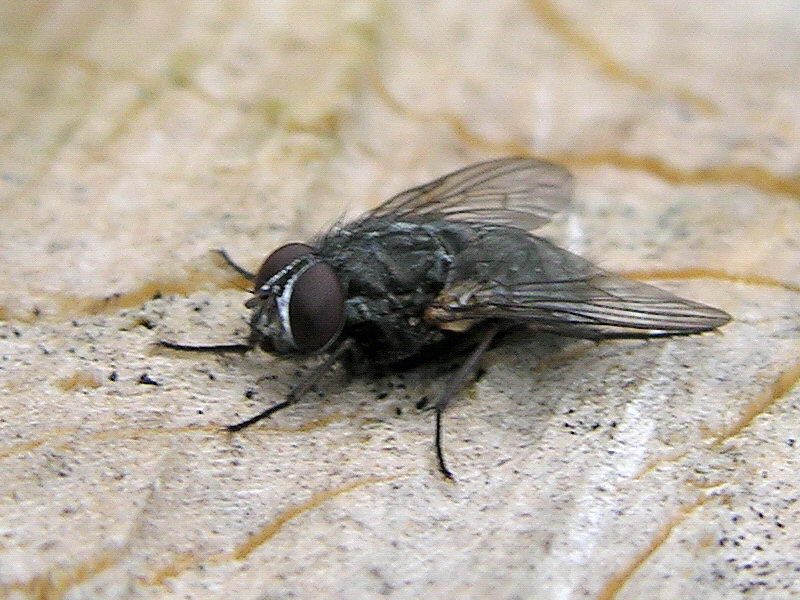 fly; DISPLAY FULL IMAGE.