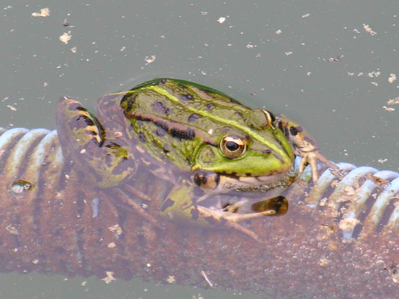 frog; DISPLAY FULL IMAGE.