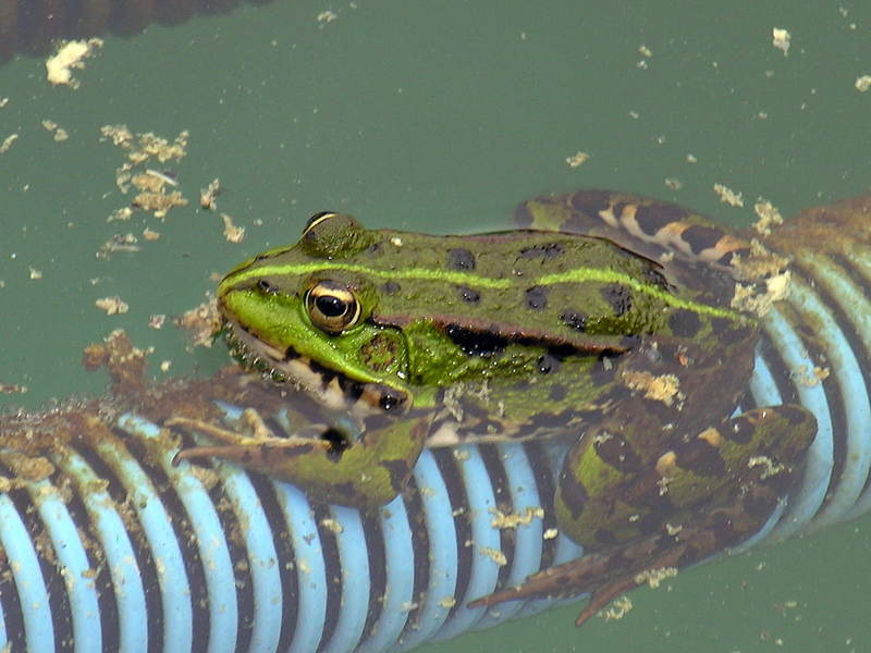 frog; DISPLAY FULL IMAGE.