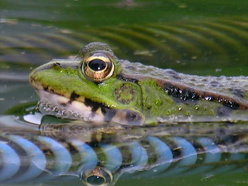 frog; DISPLAY FULL IMAGE.