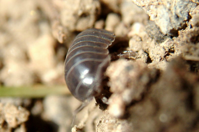 Porcellio scaber (Woodlouse) {!--쥐며느리-->; DISPLAY FULL IMAGE.