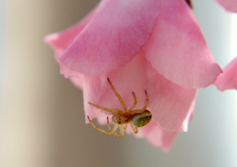 Small Green Spider on flower {!--풀색 거미-->; DISPLAY FULL IMAGE.
