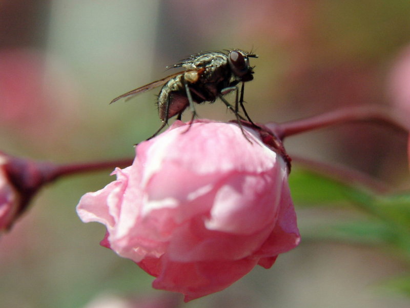 Common fly on flower {!--꽃위의 파리-->; DISPLAY FULL IMAGE.