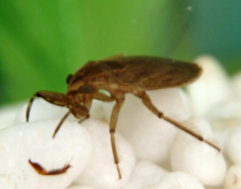 Water Bug: Muljarus japonicus (Korean Muljara) {!--물자라-->; DISPLAY FULL IMAGE.