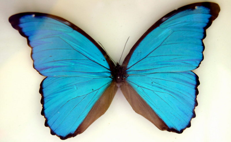 Morpho didius (Blue Morpho Butterfly); DISPLAY FULL IMAGE.