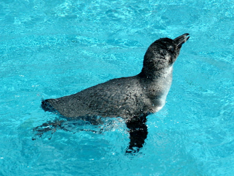 Young Jackass Penguin (Spheniscus demersus) {!--쟈카스펭귄 새끼-->; DISPLAY FULL IMAGE.