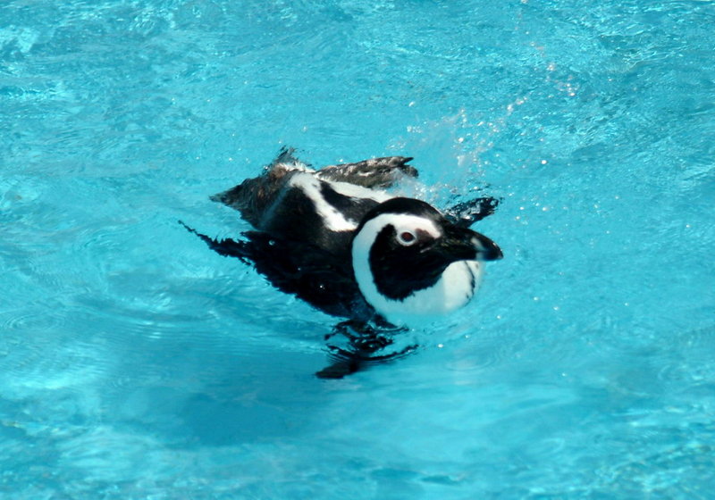 Jackass Penguin (Spheniscus demersus) {!--쟈카스펭귄-->; DISPLAY FULL IMAGE.