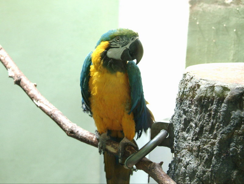 Ara ararauna (Blue-and-yellow Macaw) {!--청황금강앵무-->; DISPLAY FULL IMAGE.