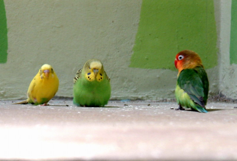 Budgerigars with Fischer's Lovebird; DISPLAY FULL IMAGE.