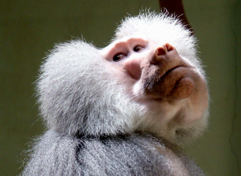Hamadryas Baboon male (Papio hamadryas) {!--망토개코원숭이-->; DISPLAY FULL IMAGE.