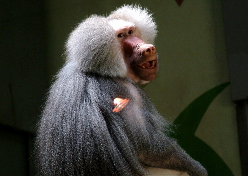 Hamadryas Baboon male (Papio hamadryas) {!--망토개코원숭이-->; DISPLAY FULL IMAGE.