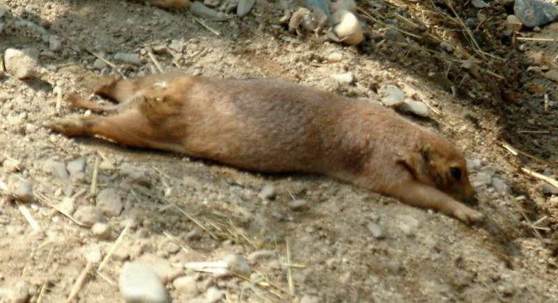 Prairie Dog {!--개쥐-->; DISPLAY FULL IMAGE.