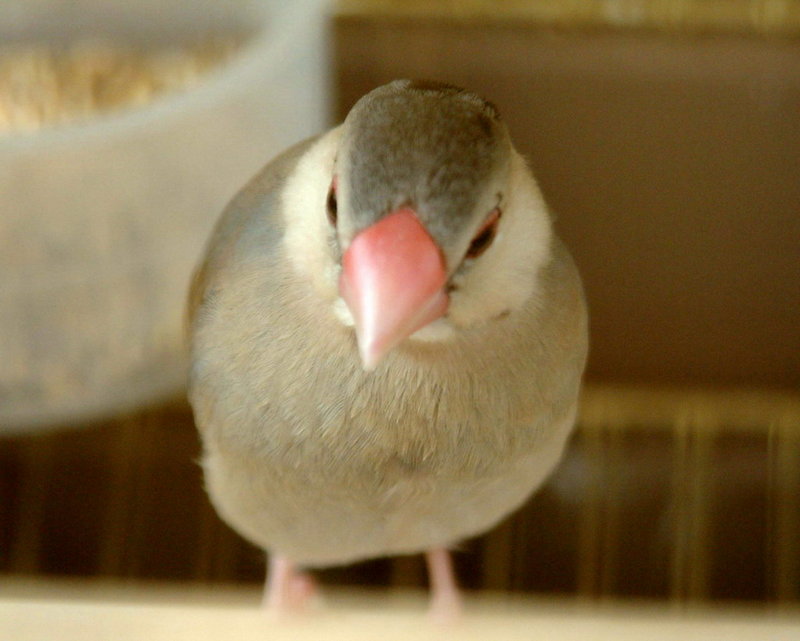 Padda oryzivora (Java Sparrow) {!--문조-->; DISPLAY FULL IMAGE.