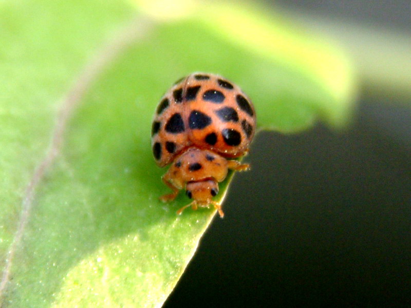 Ladybug or Leafbug; DISPLAY FULL IMAGE.