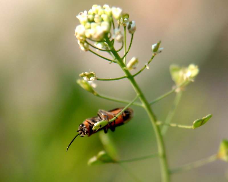 A kind of fly?; DISPLAY FULL IMAGE.