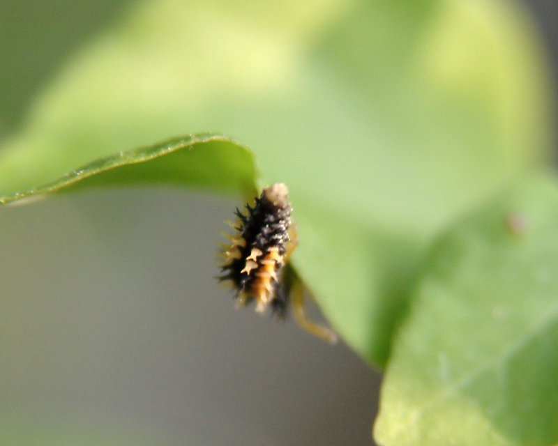 Ladybug caterpillar {!--무당벌레 애벌레-->; DISPLAY FULL IMAGE.