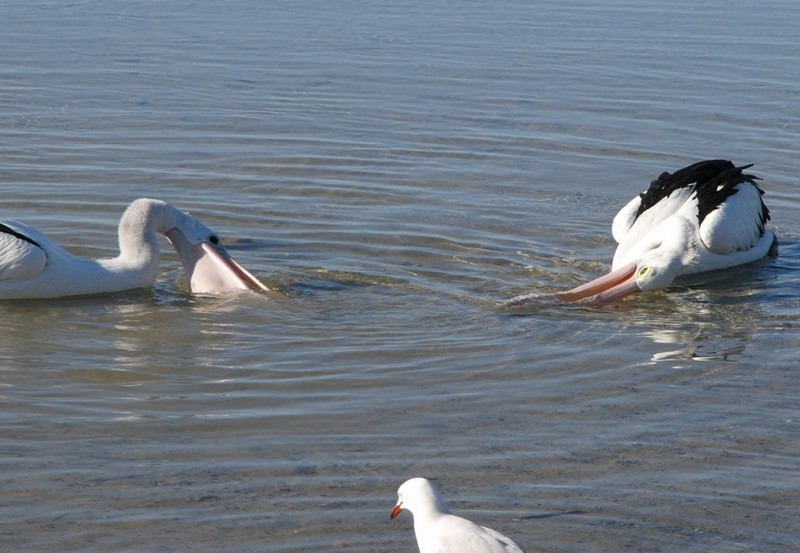 Synchronised Swimming 2 - Australian pelicans; DISPLAY FULL IMAGE.