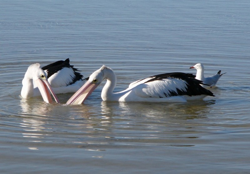 Synchronised Swimming 3 - Australian pelicans; DISPLAY FULL IMAGE.
