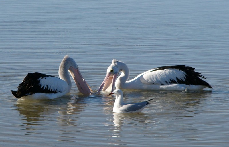 Synchronised Swimming 4 - Australian pelicans; DISPLAY FULL IMAGE.