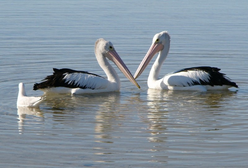 Synchronised Swimming 5 - Australian pelicans; DISPLAY FULL IMAGE.