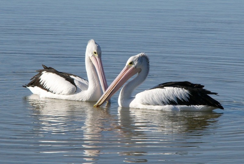 Synchronised Swimming 6 - Australian pelicans; DISPLAY FULL IMAGE.