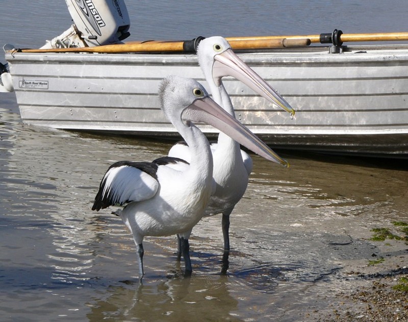 The young ones - Australian pelicans; DISPLAY FULL IMAGE.