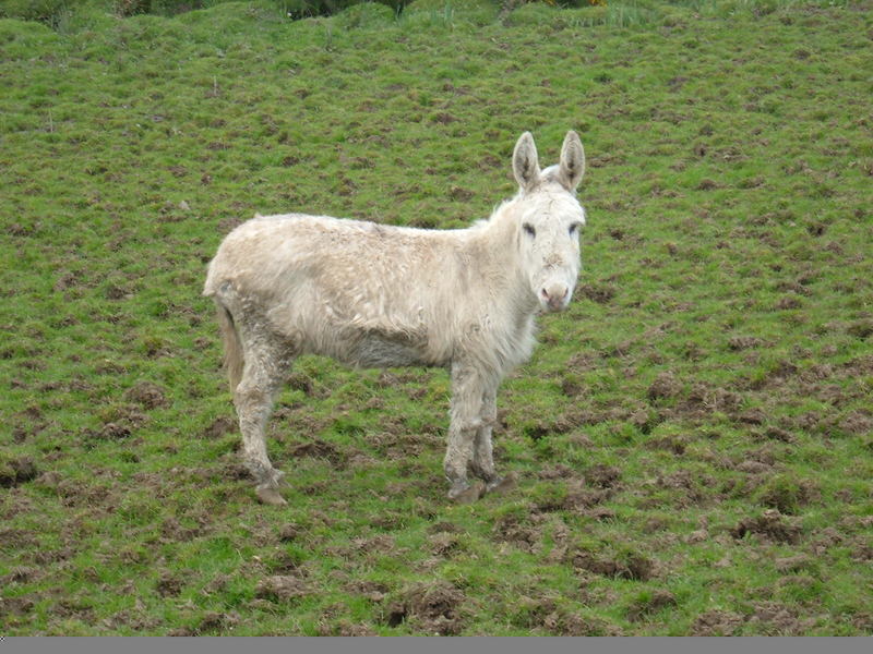 donkey; DISPLAY FULL IMAGE.