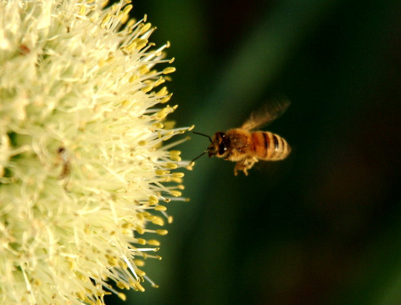 Honeybee approaching stone-leek flower {!--파꽃과 꿀벌-->; DISPLAY FULL IMAGE.