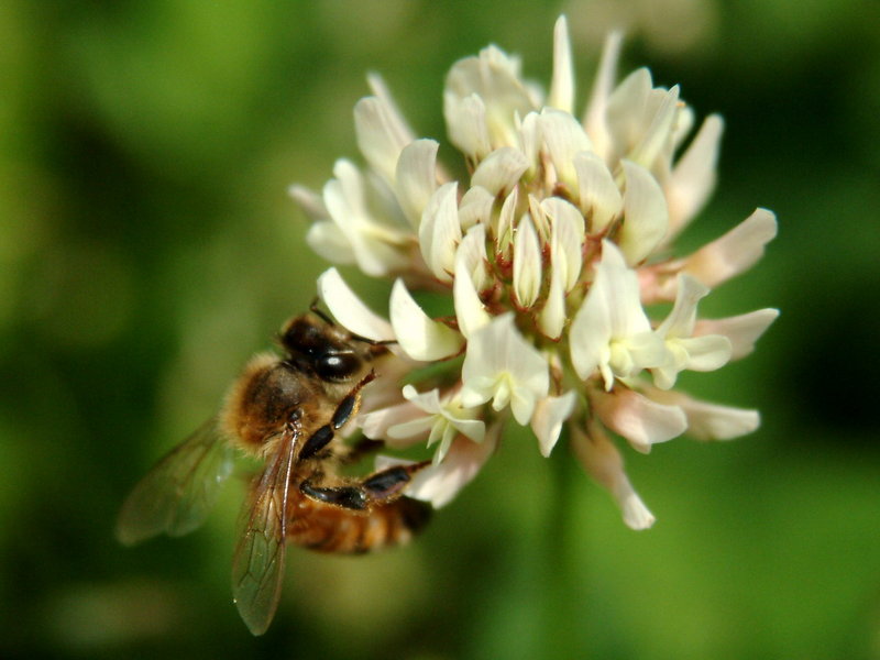 Honeybee on flower {!--꿀벌-->; DISPLAY FULL IMAGE.