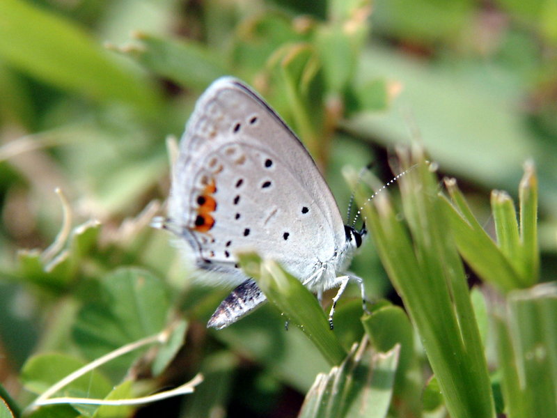 Everes argiades (Short-tailed Blue Butterfly) {!--암먹부전나비-->; DISPLAY FULL IMAGE.